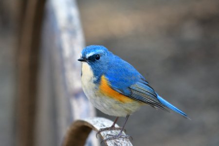 Bird Bluebird Beak Fauna