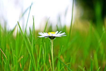 Flower Yellow Grass Flora