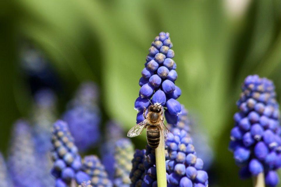 Blue Flower Plant Flora