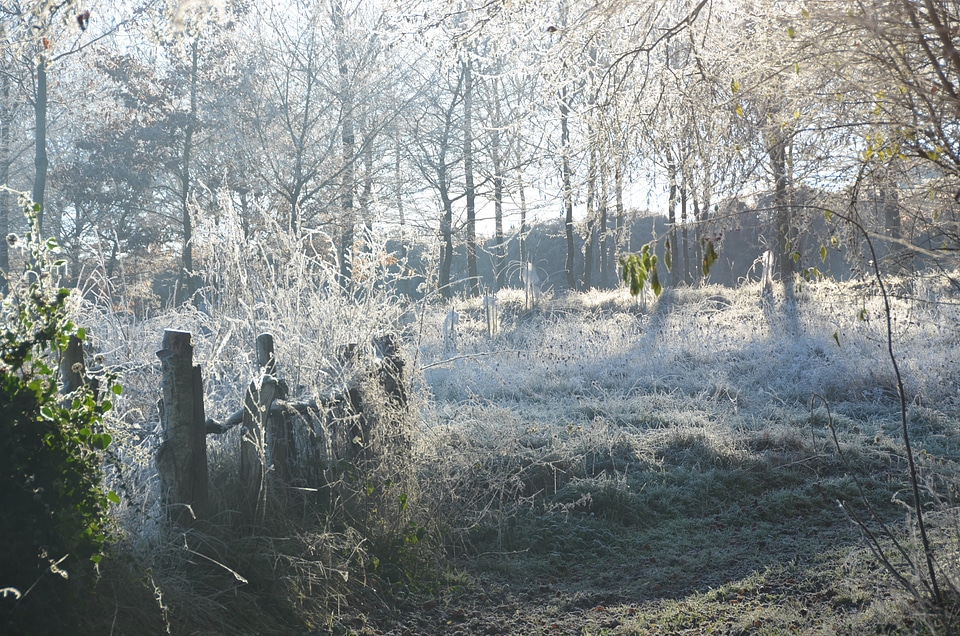 Frost winter Free photos