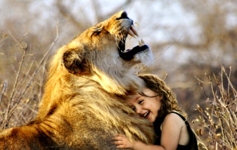 Wildlife Facial Expression Lion Mammal photo