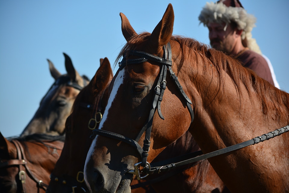 Culture tradition horses