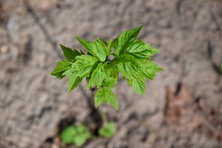 Plant Leaf Soil Herb photo