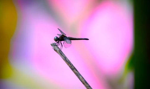 Insect Dragonfly Macro Photography Dragonflies And Damseflies