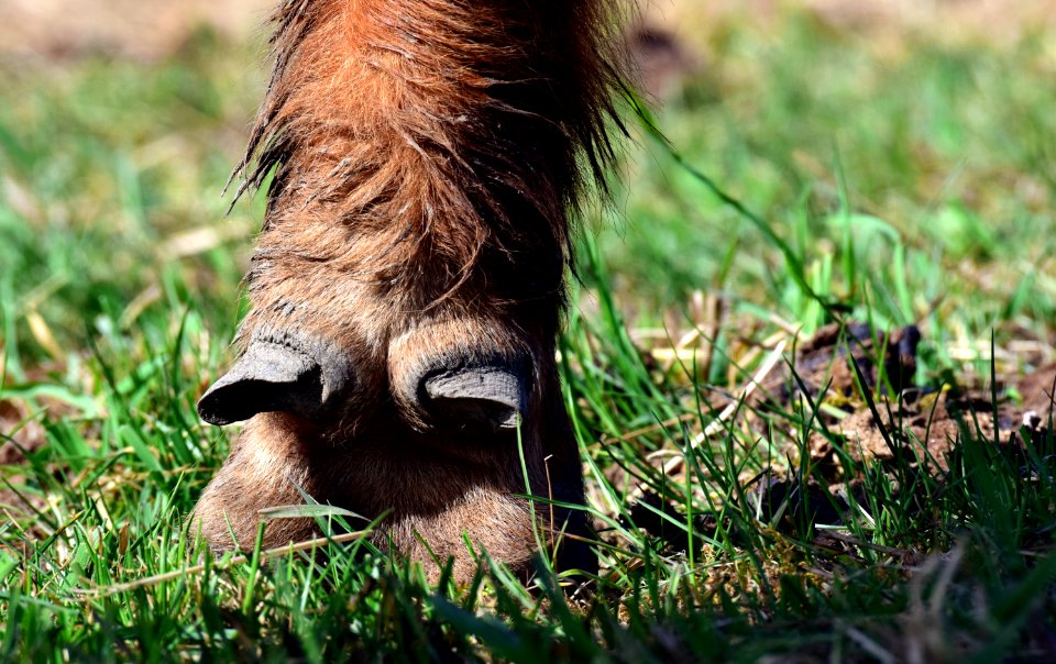Fauna Wildlife Mammal Grass