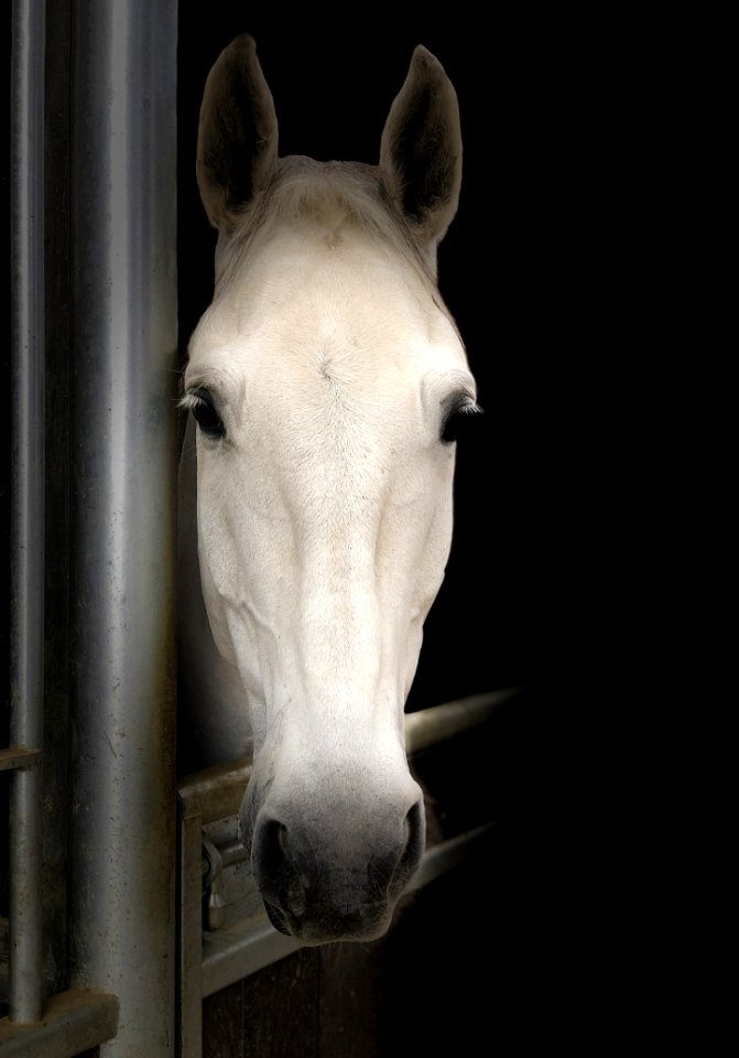 Horse Horse Like Mammal Mane Nose