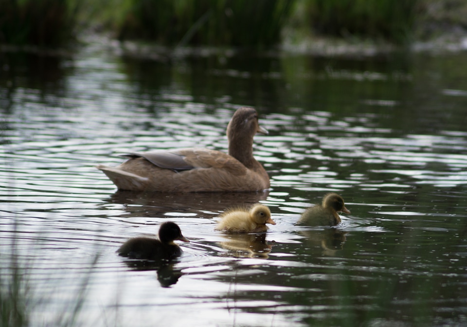 Family waterfowl birds
