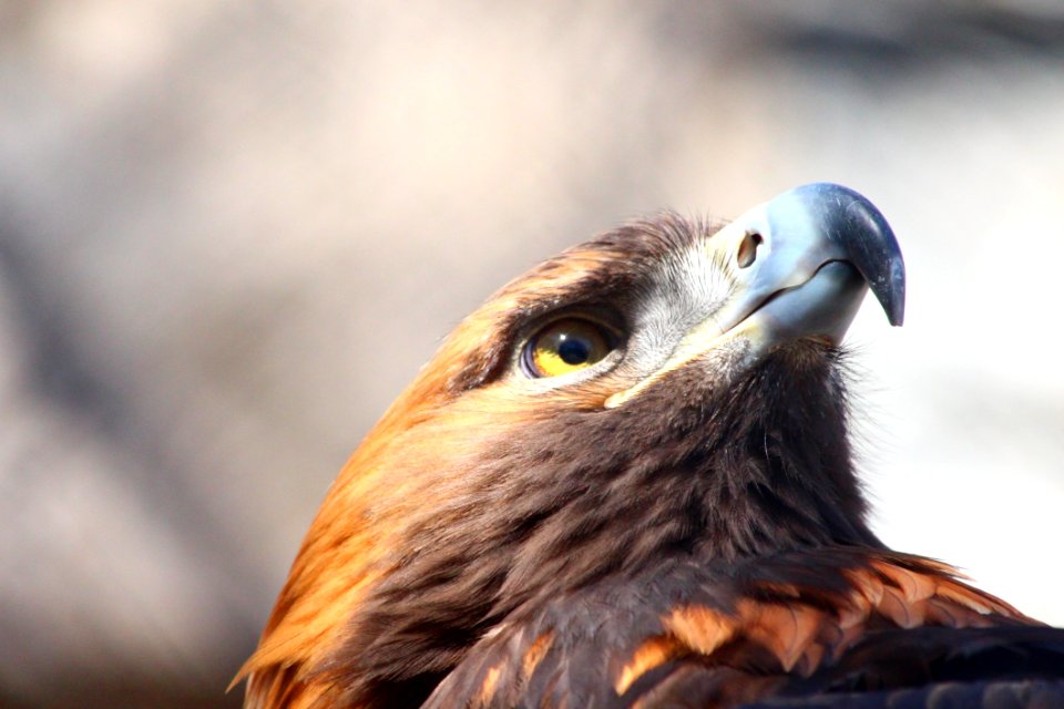 Beak Bird Bird Of Prey Fauna