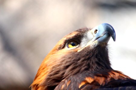 Beak Bird Bird Of Prey Fauna