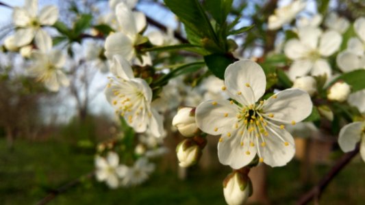 Flower Blossom Spring Flora