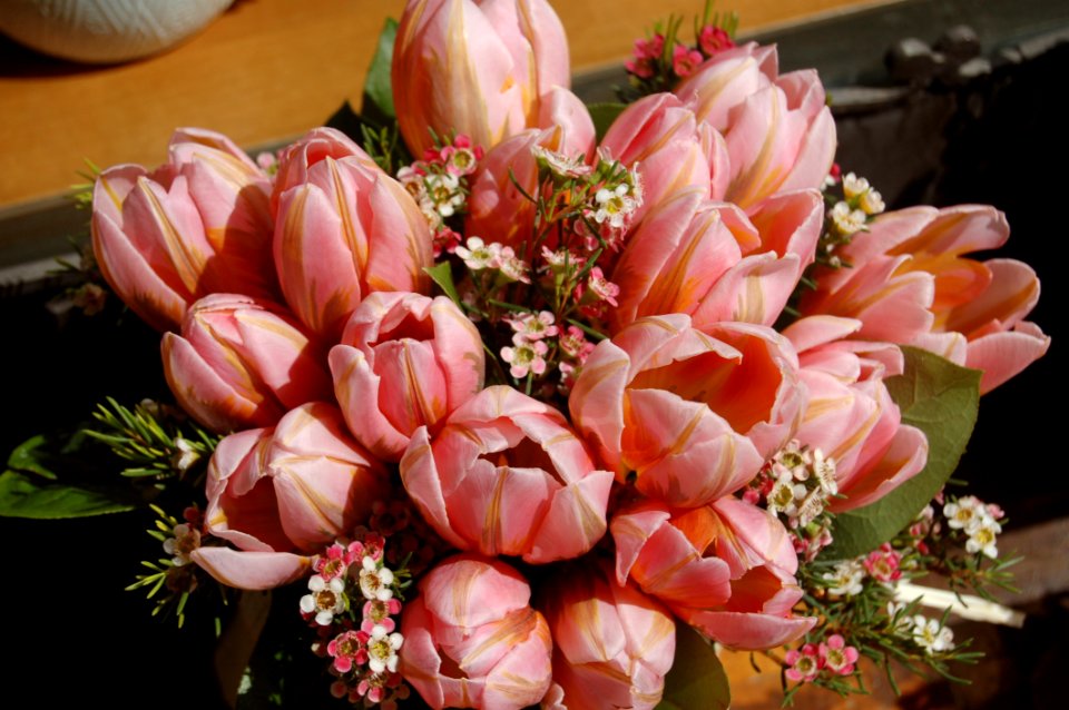 Flower Pink Floristry Flowering Plant