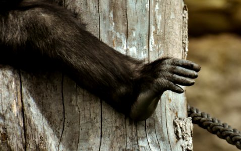 Fauna Fur Macaque Primate photo