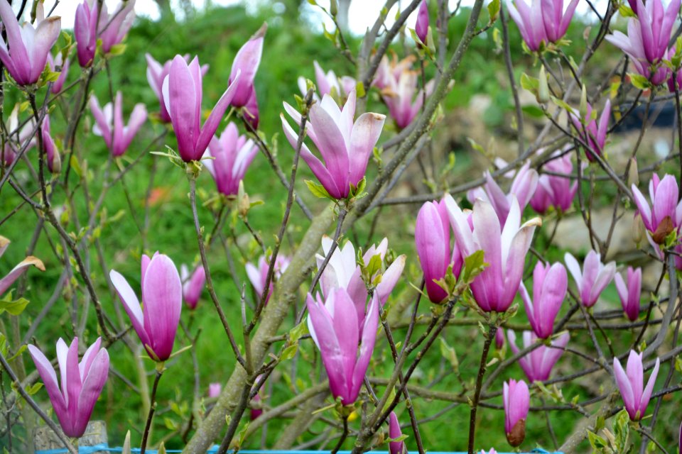 Flower Plant Flowering Plant Flora