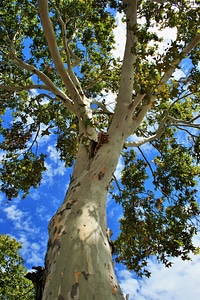 Tree plane trunk photo