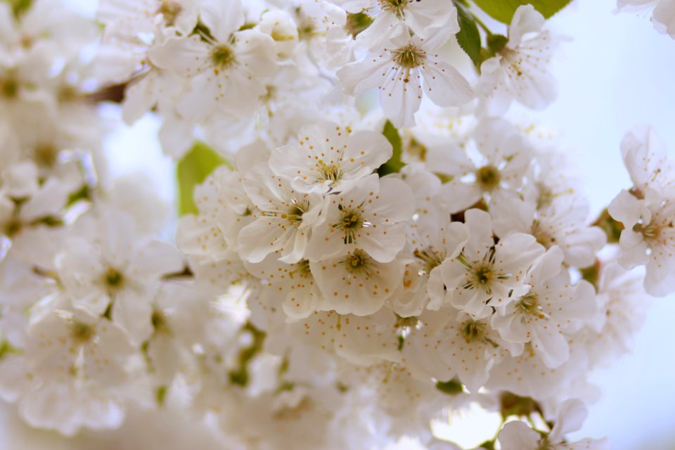 White Flower Blossom Spring