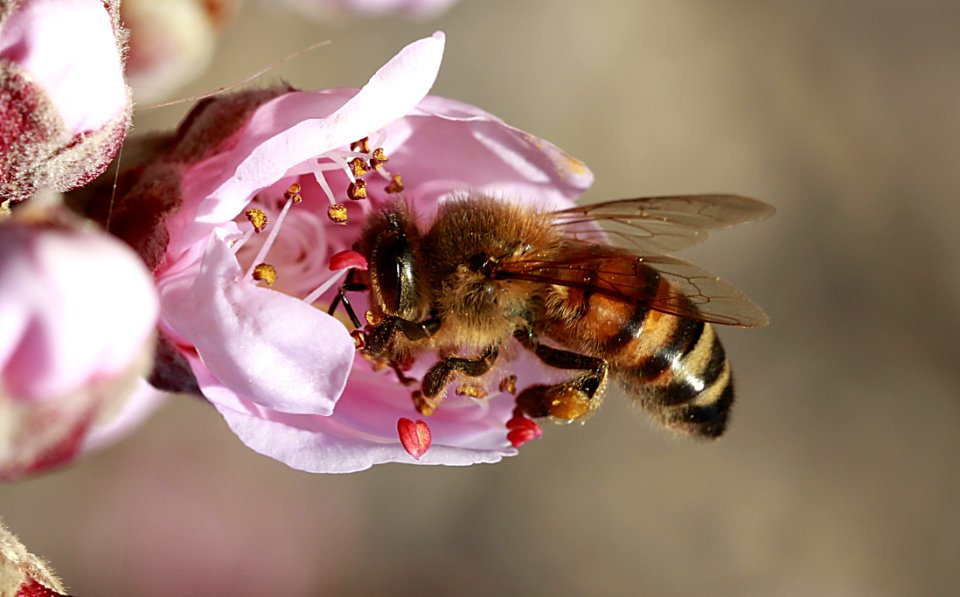 Honey Bee Bee Insect Membrane Winged Insect