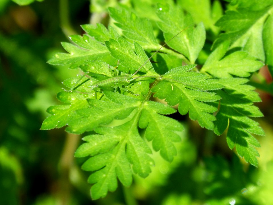 Leaf Vegetation Plant Cicely
