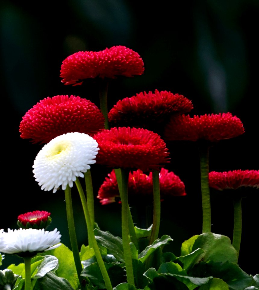 Flower Flora Plant Daisy