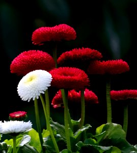 Flower Flora Plant Daisy photo