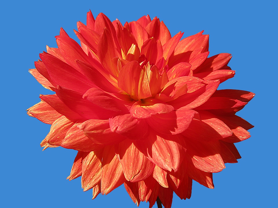 Isolated bright flower