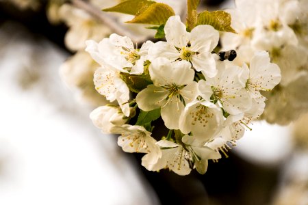 White Blossom Flower Spring photo