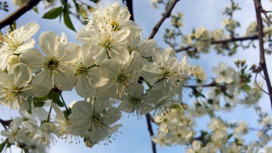 Blossom Branch Flower Spring