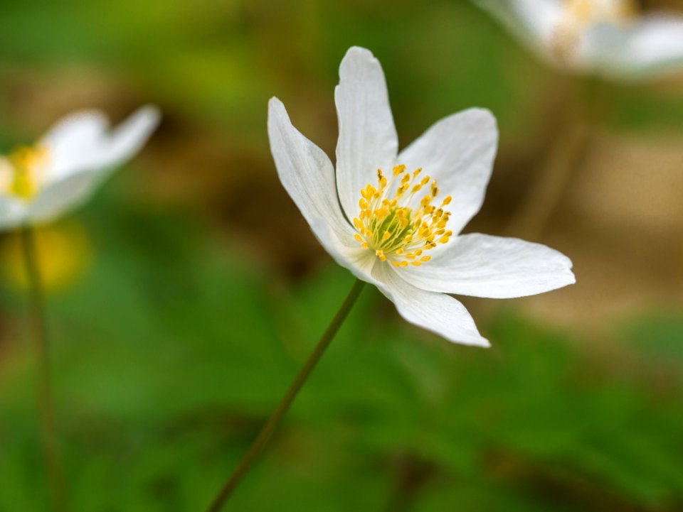 Flower Flora Plant Wildflower