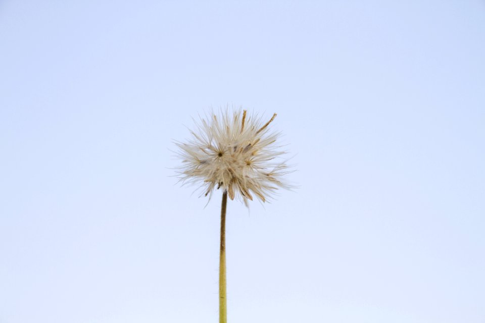 Sky Flower Dandelion Flora
