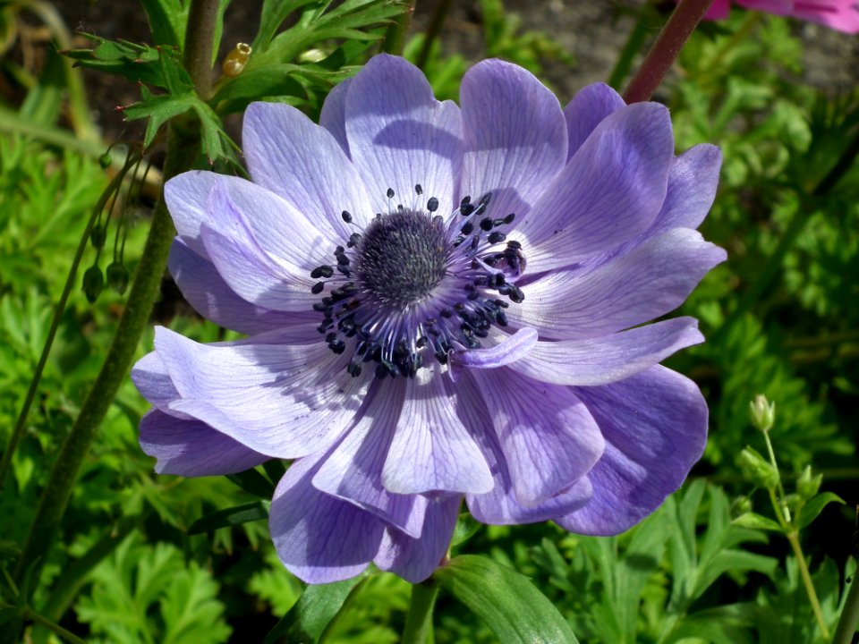 Flower Plant Flora Flowering Plant