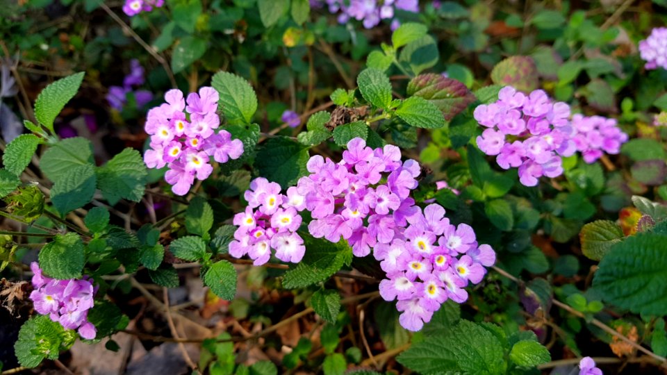 Flower Plant Flowering Plant Lantana Camara photo