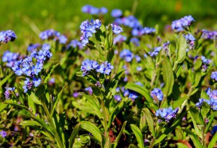 Plant Flower Forget Me Not Flowering Plant photo