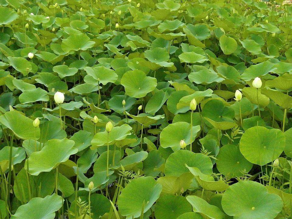Bud aquatic plant pond