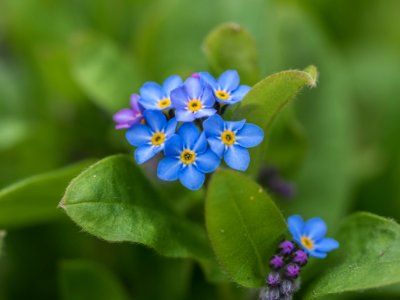 Flower Blue Forget Me Not Plant photo