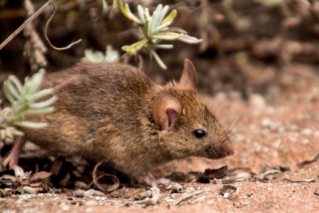 Mouse Fauna Rat Muridae photo