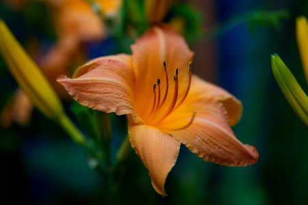 Flower Flora Lily Daylily