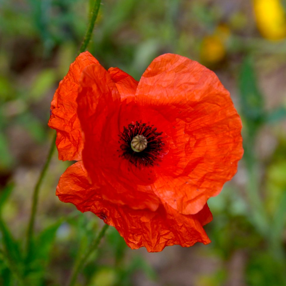 Flower Wildflower Poppy Poppy Family