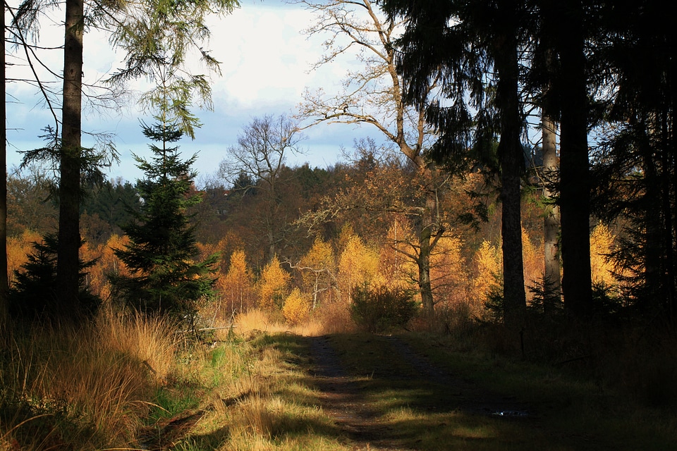 Fall foliage trees nature