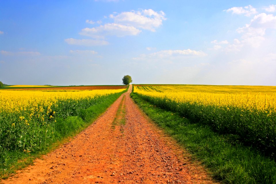 Field Yellow Canola Rapeseed