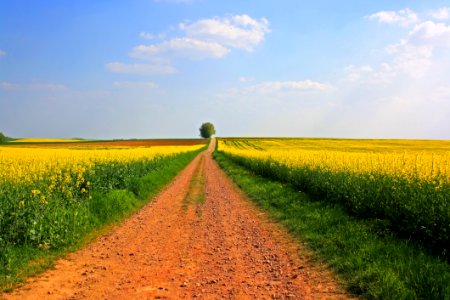 Field Yellow Canola Rapeseed photo