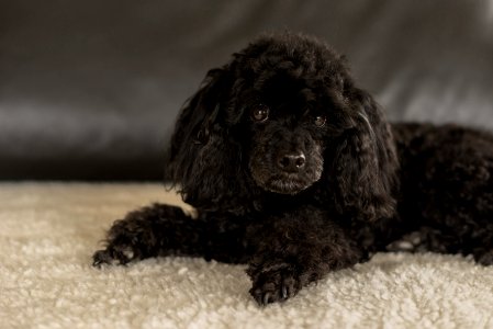 Dog Like Mammal Dog Dog Breed Mammal