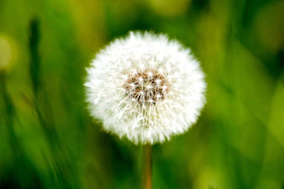 Flower Dandelion Close Up Flora photo