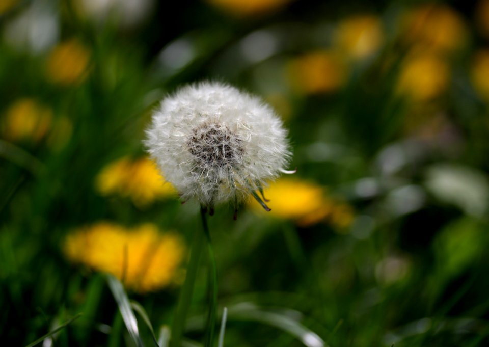 Flower Dandelion Yellow Flora