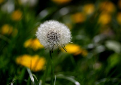 Flower Dandelion Yellow Flora