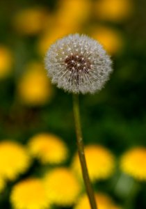 Flower Dandelion Flora Close Up
