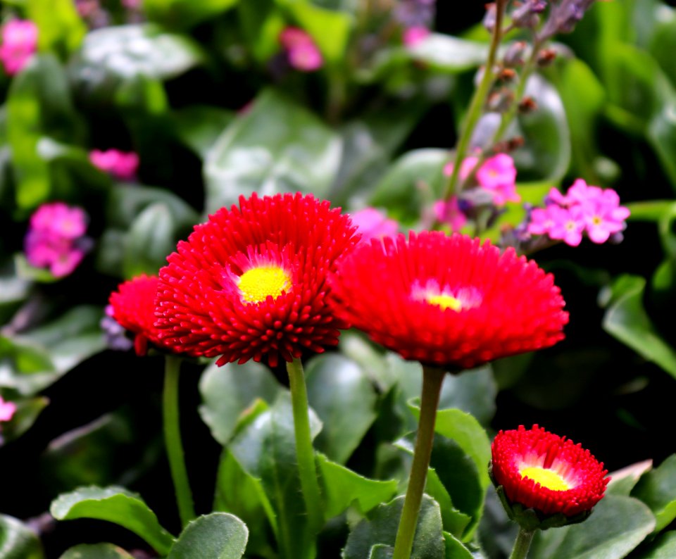 Flower Plant Flowering Plant Daisy