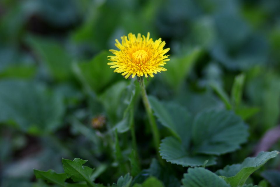 Flower Sow Thistles Dandelion Daisy Family