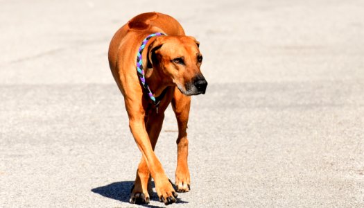 Dog Dog Breed Rhodesian Ridgeback Dog Like Mammal photo