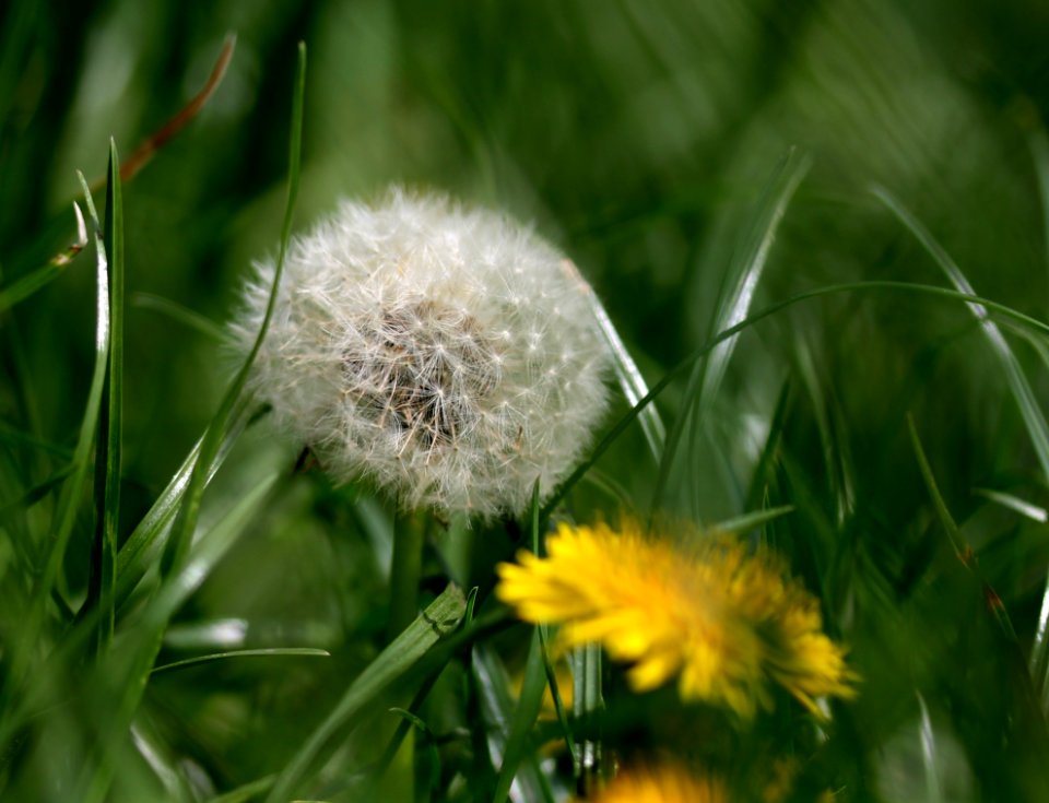 Flower Dandelion Flora Grass