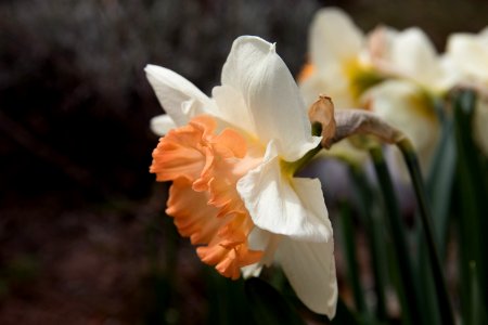 Flower Plant White Flowering Plant photo