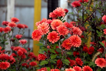 Flower Plant Flowering Plant Chrysanths